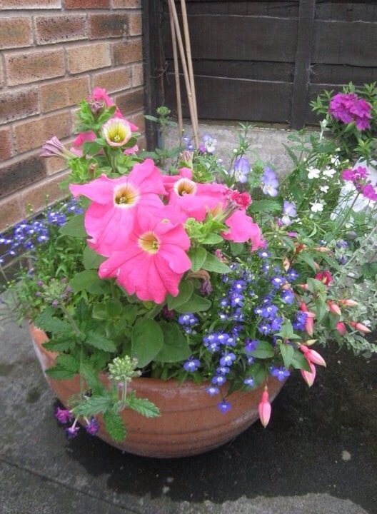 Summer pots 2010