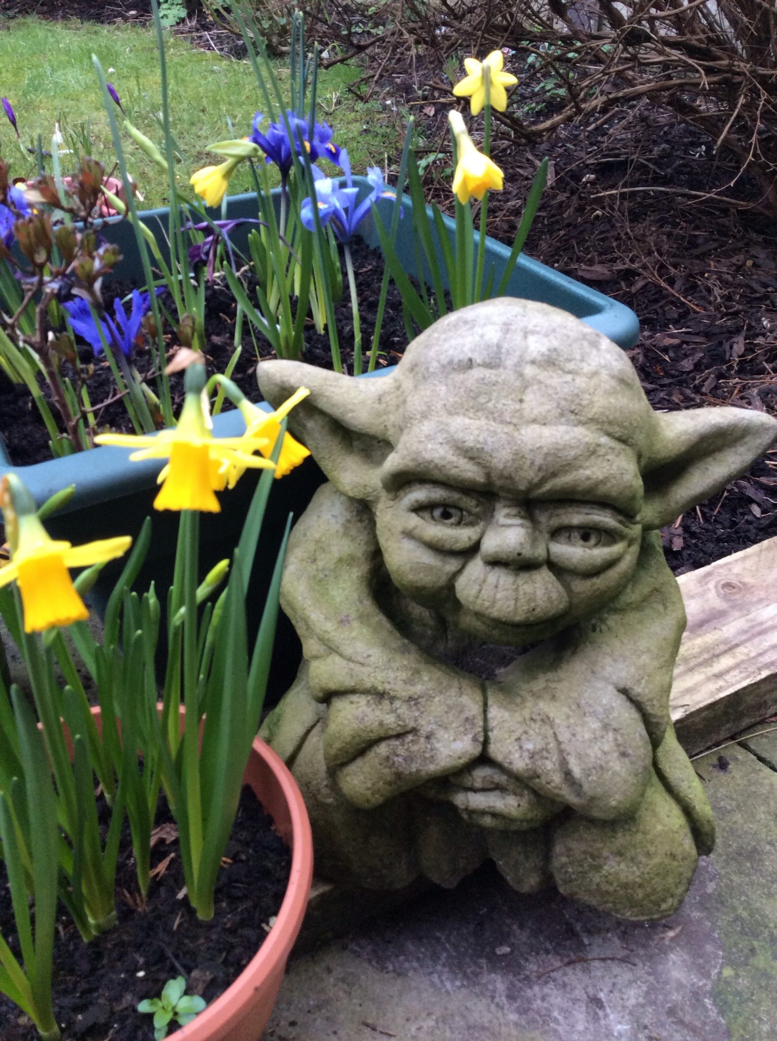 daffodils iris flowers stone yoda