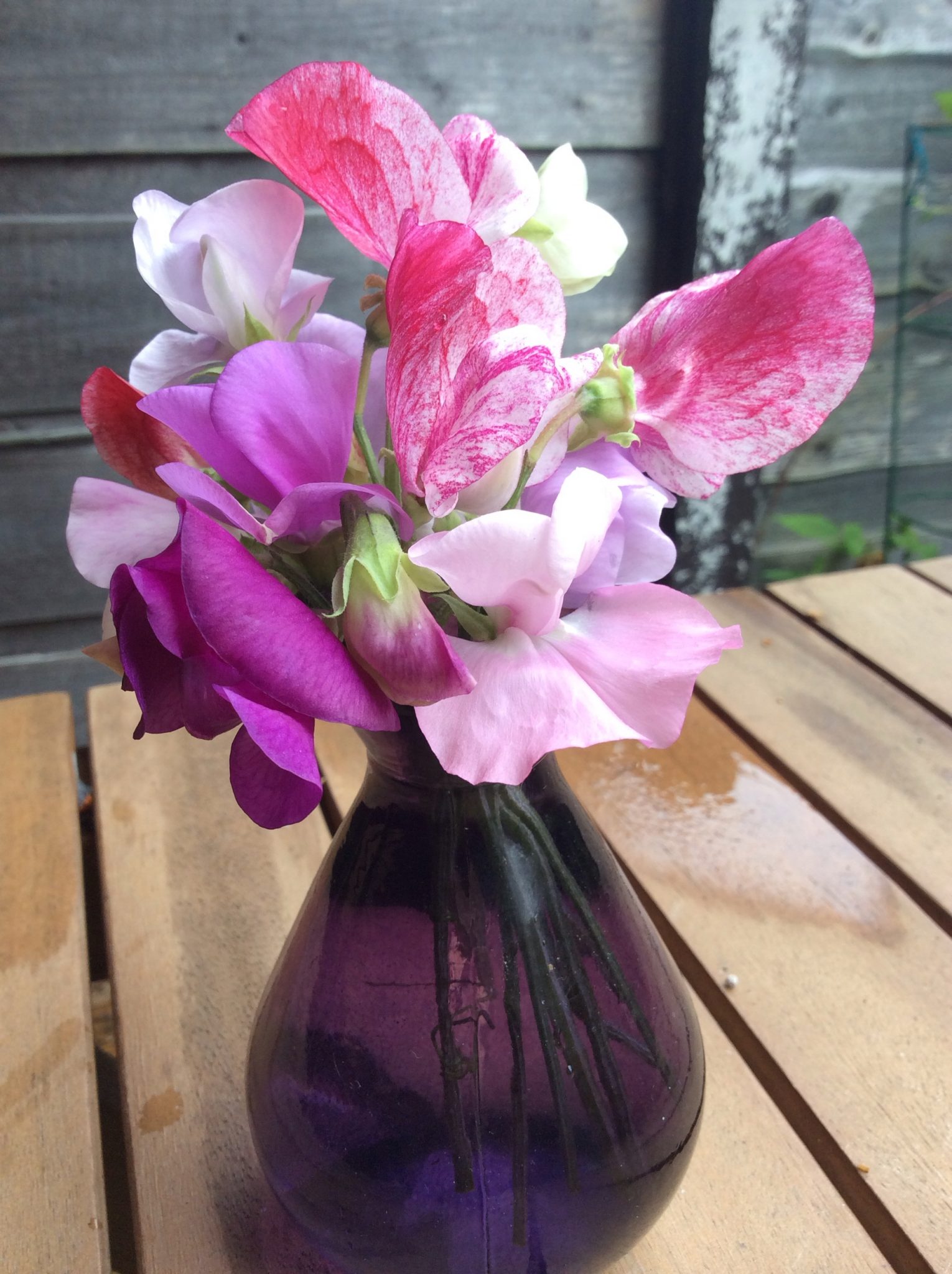 purple glass bud vase from Eden Project with pink spencer sweetpeas