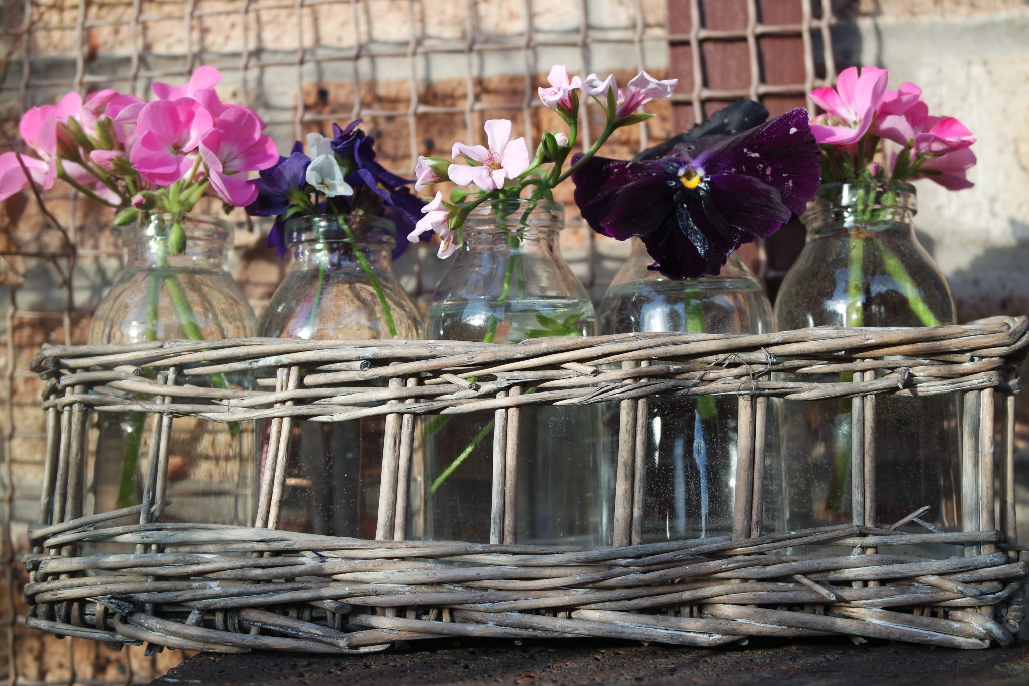 Pelagoniums, primula and violas in five bottles 1