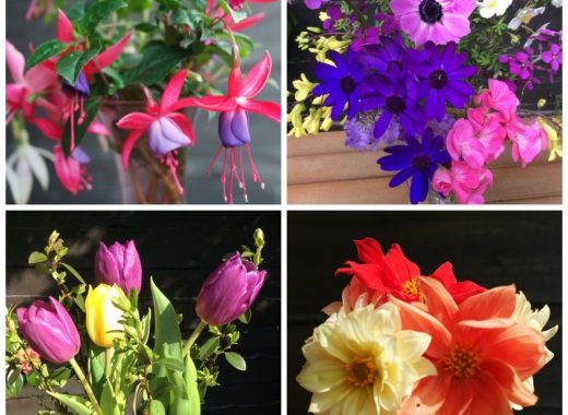 four vases fuchsias, tulips, dahlias, anemones