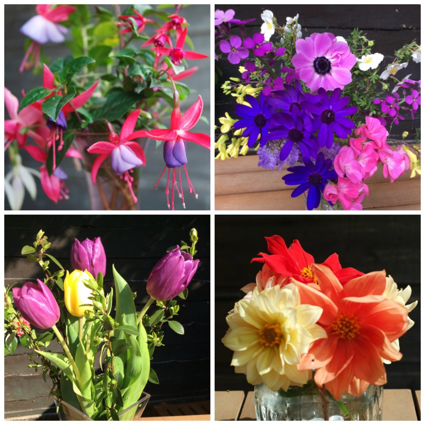 four vases fuchsias, tulips, dahlias, anemones