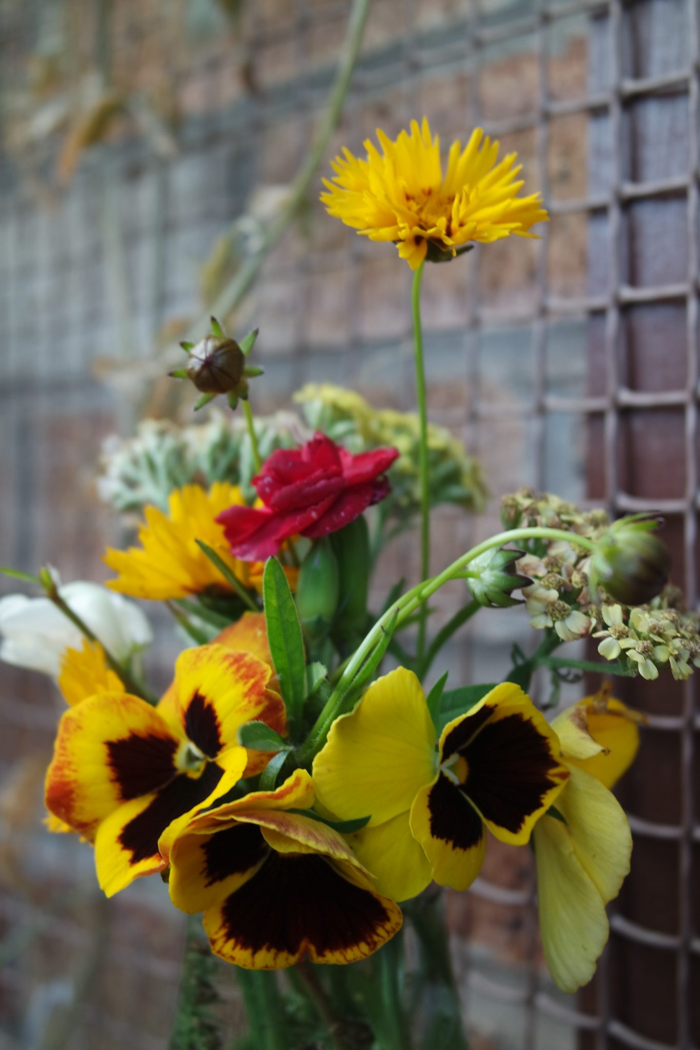 Coreopsis – sunfire, red dianthus, Achillea, sweetpea milk bottle vase
