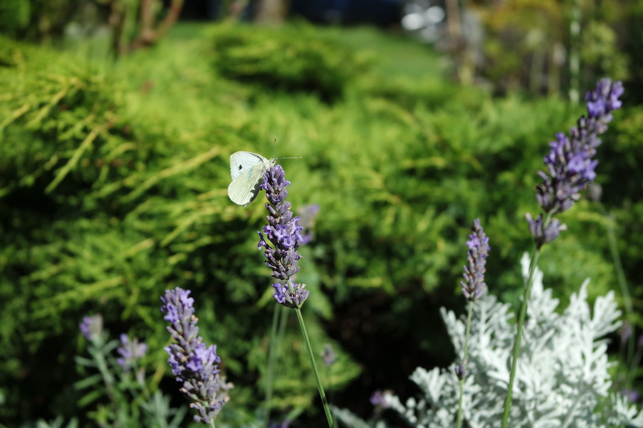 white butterfly on lavender stalk