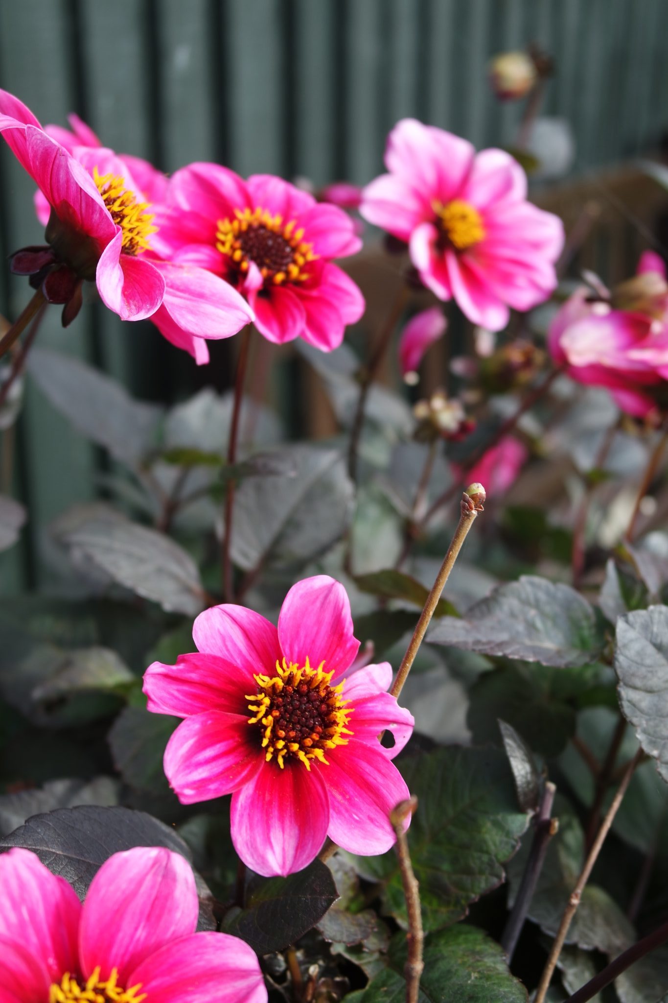 pink flat daisy style flower dark leaves