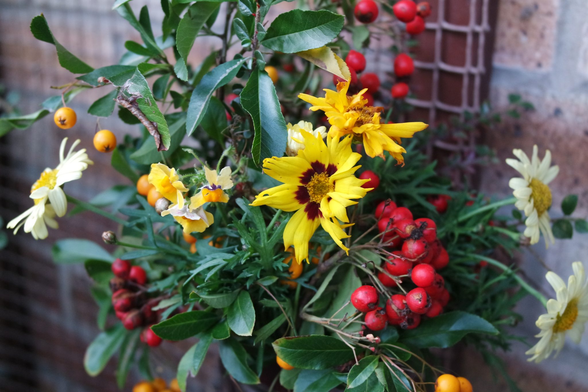 Red and orange pyracantha coreopsis, marguerite in a triangular, red glass vase