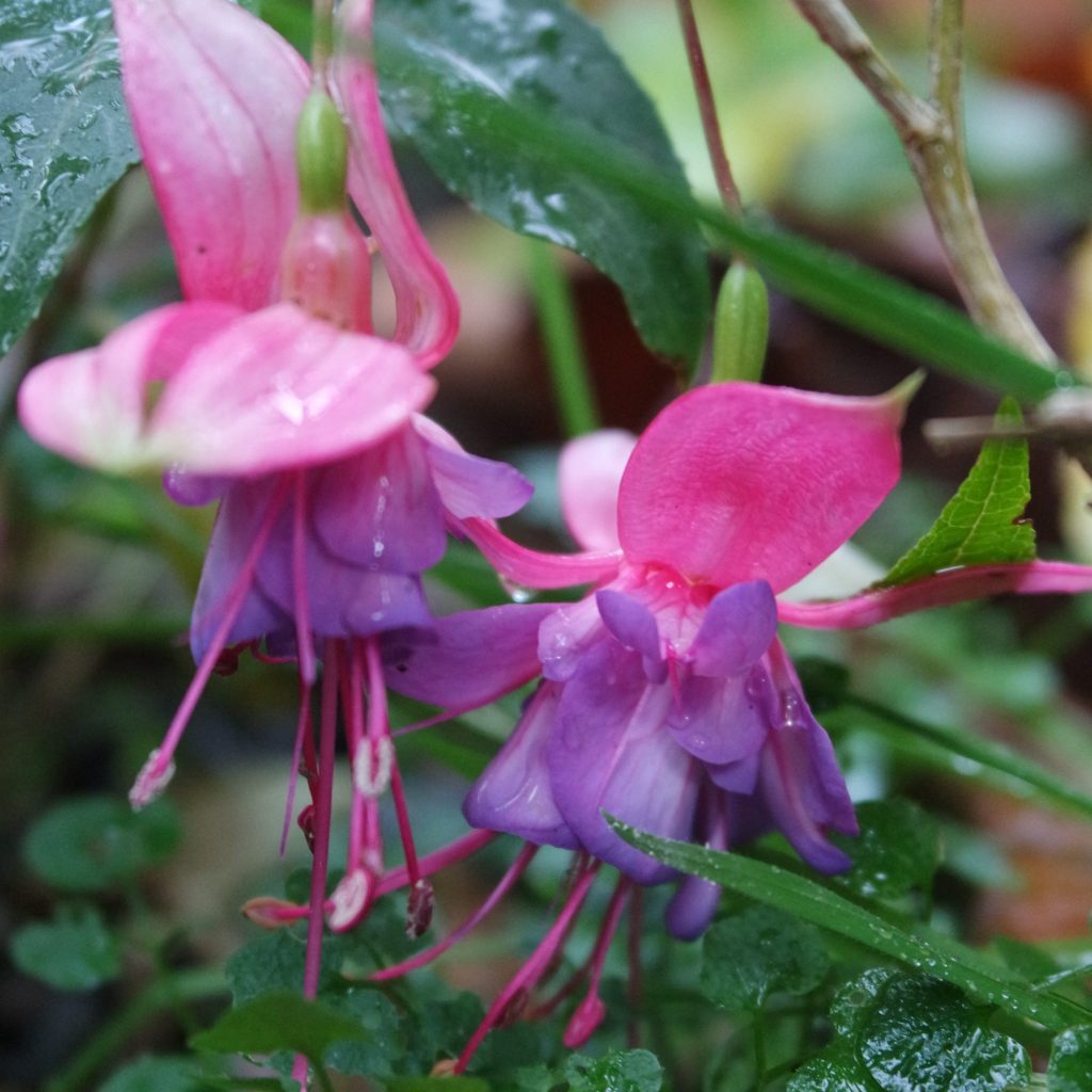 pink and ourple fuchsia winston churchill