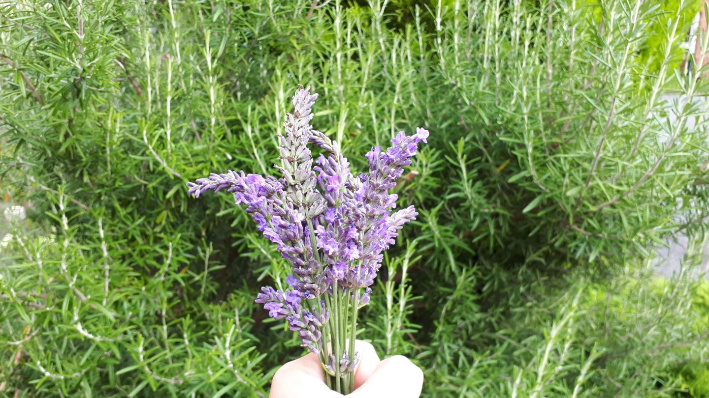 lavender in my hand rosemary background - mindful in the garden