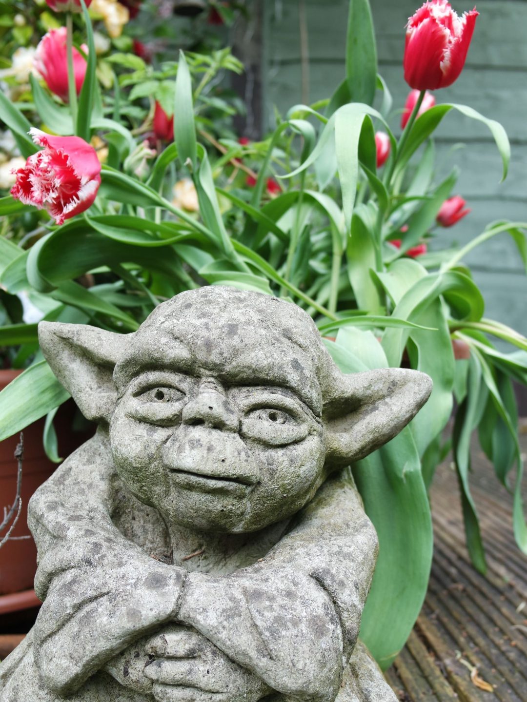 stone yoda red frilly parrot tulips