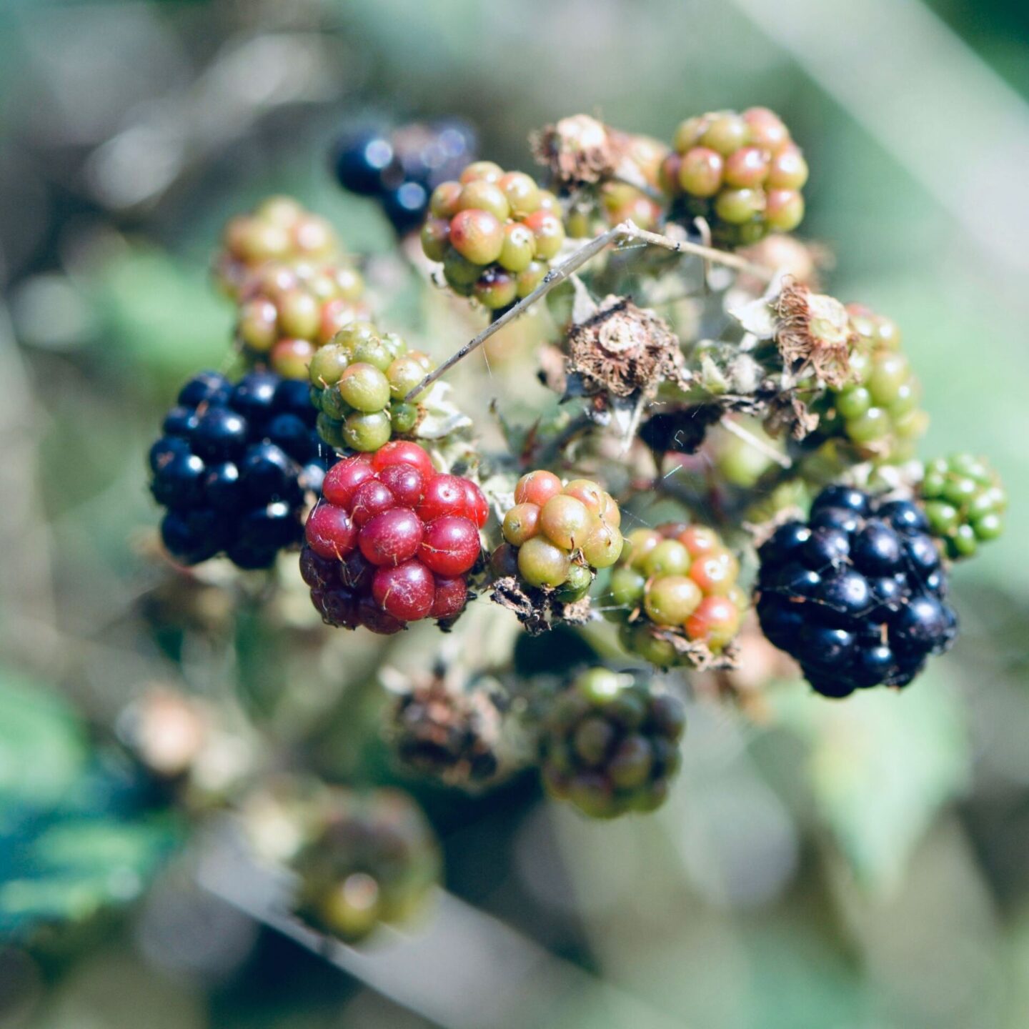 blackberries ripening on a bush
